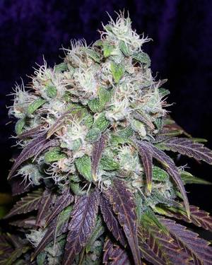 Cannabis - NUG PORN - Neon Super Skunk