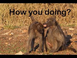 Baboon Sex - Video Baboon sex filmed in the Kruger national park of South Africa  download in MP3,