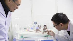 Embryo Princess Porn - China's success in cloning monkeys was a victory for hard work, not new  tech, team leader says | South China Morning Post