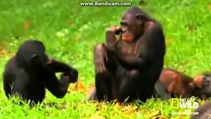 Ape Sex Porn - monkey porn