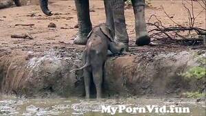 African Ice Porn - Elephants rush over to help youngster out of muddy bank from african milf  fuck hard Watch Video - MyPornVid.fun