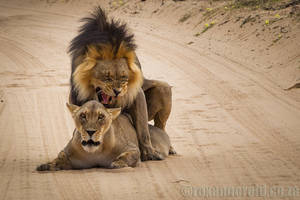 Cats Mating Porn - Mating Kgalagadi lions