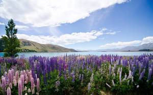 New Zealand Nature Porn - Lake Tekapo, New Zealand - Nature and Science