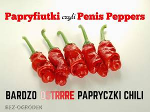 Ma%c5%82e Fiuty - Papryfiutki, czyli Penis Peppers: bardzo ostre papryczki