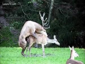 Man Fucks Deer 2 - Hardcore zoo sex video featuring two deer fucking in the wild - LuxureTV