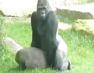 Gorilla Porn - Gorilla - Extreme Porn Video - LuxureTV