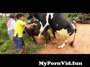 Mighty Cow Porn - Bull breeding with cow #bull #cow #breeding #HF bull from mating big bull  sex Watch Video - MyPornVid.fun