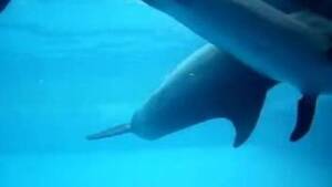 dolphin vagina cam - Dolphin porn Animal Porn
