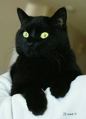 Black Mom Cat - Cat