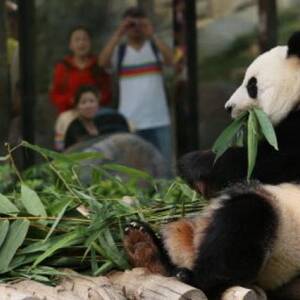 Asian Panda Porn - Panda porn' pays off for novice Chengdu lover as animals mate | South China  Morning Post