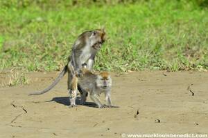 Monkey Porn - Monkey Porn | Long-tailed Macaque (Macaca fascicularis) haviâ€¦ | Flickr