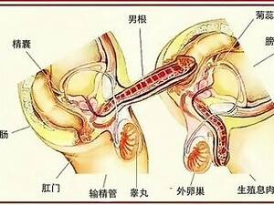 anatomy shemale porn - Chinese Shemale Mobile Porn Videos - Page 2 - aShemaleTube.com