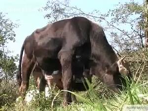 Cow Sucking Dick Porn - He Played with a Cow's Dick Till It Jerks Off - LuxureTV