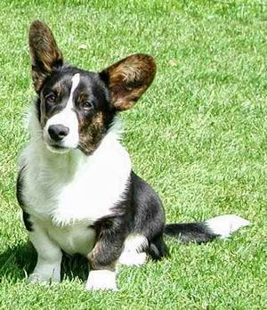 Corgi Porn - The Daily Corgi. I'm re-addicted to some old dog porn! In my I swore I'd  have a Cardigan Welsh Corgi one day.