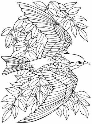 Coloring Pages For Adults Only Porn - Printable advanced Bird Coloring Pages for Adults free - Enjoy Coloring