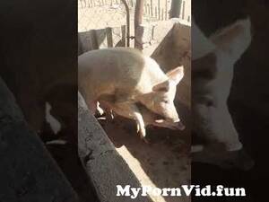 Boars And Women Porn - Mating season and Boars can be aggressive at times from hog mating boar  Watch Video - MyPornVid.fun