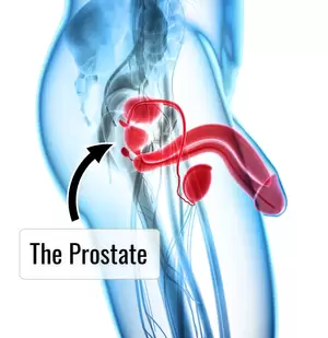homemade prostate anal toy - The Ultimate Guide to Prostate Milking: Prostate Massage Techniques,  Preparation, and Tools - Sex Toy Collective
