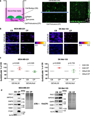 Girlsdoporn Ashley Han - Regulation of local GTP availability controls RAC1 activity and cell  invasion | Nature Communications