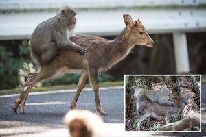 Monkeys Mating With Humans Sex - Boffins spot a randy monkey trying to have sex with two DEER â€“ and produce  a 2,000-word study on it