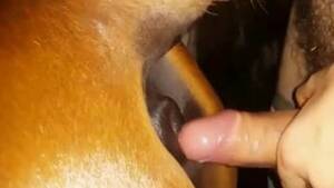 Mare Fucking Porn - Hot mare getting fucked deliciously from behind