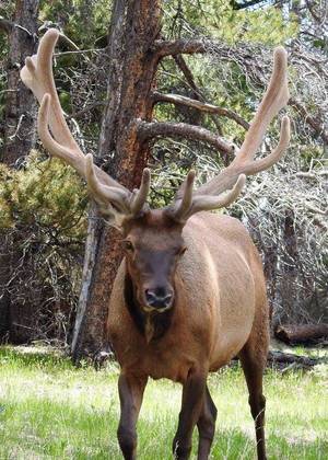 Elk Hunting Porn - Elk at Rocky Mountain National Park. Photo by Jeannine Mantooth