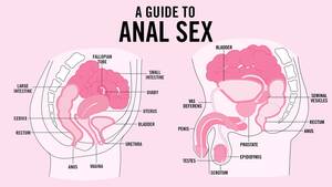first anal sex guide - Beginner's tips for anal sex