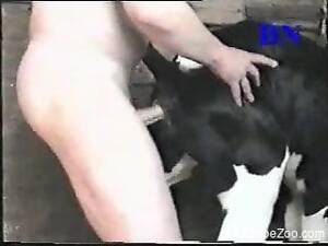 Cow Porn - cow Animal porn videos