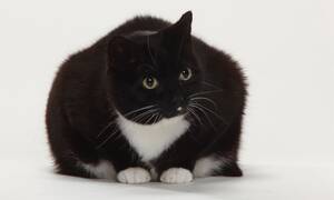 fat chick cat - Fat felines: we all love a 'chonky' cat â€“ but the online trend has to end |  Cats | The Guardian