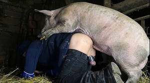 Boars And Women Porn - Boar fucking a dude in his ass in this beastiality barn scene! A Pig fucks  a my crazy husband