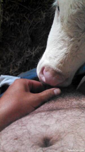 Cow Sucking Dick Porn - Veal licks man's dick and causes him a huge orgasm
