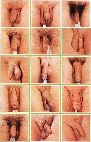 All Shapes Dicks Porn - Different Dicks Shapes And Sizes - Bobs and Vagene