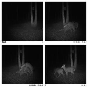 Man Fucks Deer 2 - My buddy has a deer cam on his property and it captured this... : r/pics