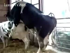 Cow Fucking Porn - Cows fucking at the farm - LuxureTV