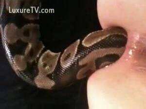 Man Fucks Snake Porn - Gay man fucked by snake . Quality porn. Comments: 1