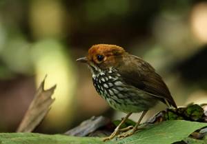 Bird Watching Porn - Peruvian Antpitta, Ecuador & Peru Â· Blue BirdSmall BirdsPornBird WatchingPittaSingingEcuadorFeatherBeautiful  Birds
