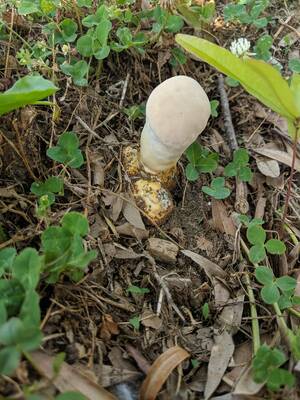 Mushroom - Actual mushroom porn. : r/MushroomPorn