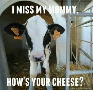 Caption Milk Theft - I think about these orphaned babies and childless mothers every time I  crave dairy. It
