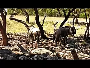 Cougar School Porn - Escuela de pumas (2009) | xHamster