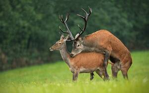 Deer Having Sex - Deer Sex Royalty-Free Images, Stock Photos & Pictures | Shutterstock
