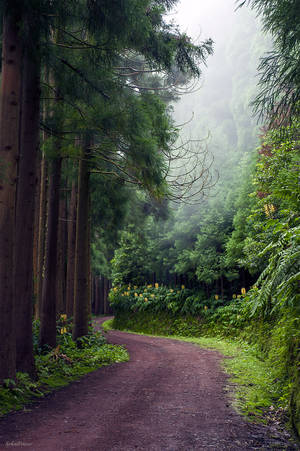Azorean - Botanical forest at Nordeste, Sao Miguel, Azores, Portugal Explore the  Beauty of the