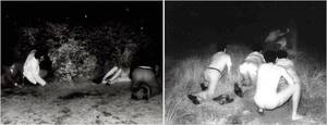 drunk sex hidden cam - Sex in the Park, and Its Sneaky Spectators - The New York Times