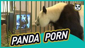 Asian Panda Porn - Why is China showing PORN to PANDAS? - YouTube