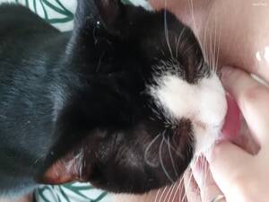 fat chick cat - Cat licks whipped cream of fat pussy - LuxureTV