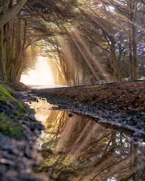 Beautiful Nature Porn - My favorite tunnel of trees north of Fort Bragg, California - #funny #lol