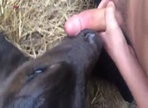 Man Fucks Calf Cow - GayBeast Rip Men And Animals Calf 1324 - Bestiality Porn Video With Man -  Extrem Sex and Taboo Porn.