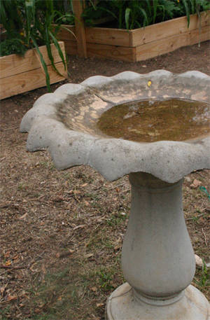 Bird Bath Porn - birdbath09-09-09.jpg
