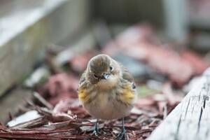 Bird Watching Porn - Birds in Minnesota keep crashing into things and police think it's because  they're drunk | CNN