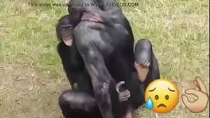 Monkey Sex - monkey videos - XVIDEOS.COM
