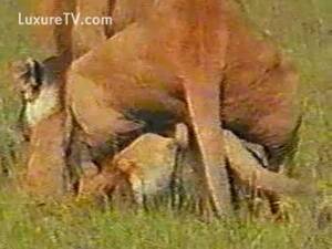 Lion Porno - Quand un lion adulte dÃ©fonce sa congÃ©nÃ¨re dans une pleine d'Afrique -  LuxureTV