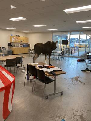 Canadian Moose Porn - A moose broke through a window and entered a school in Saskatoon today. : r/ canada